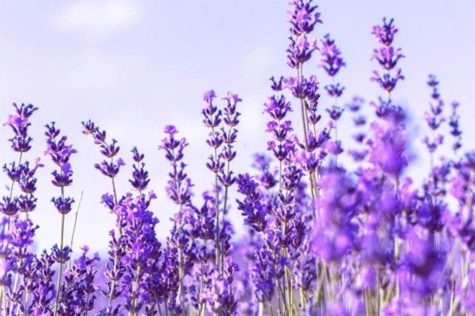 hinh nen may tinh hoa lavender 4