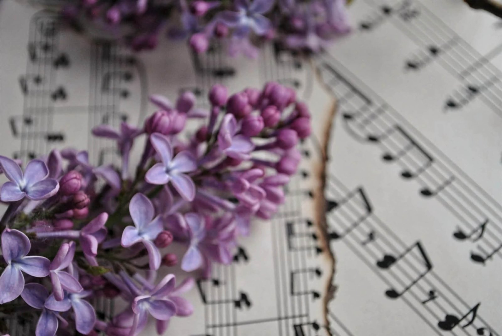 hinh nen may tinh hoa lavender 5