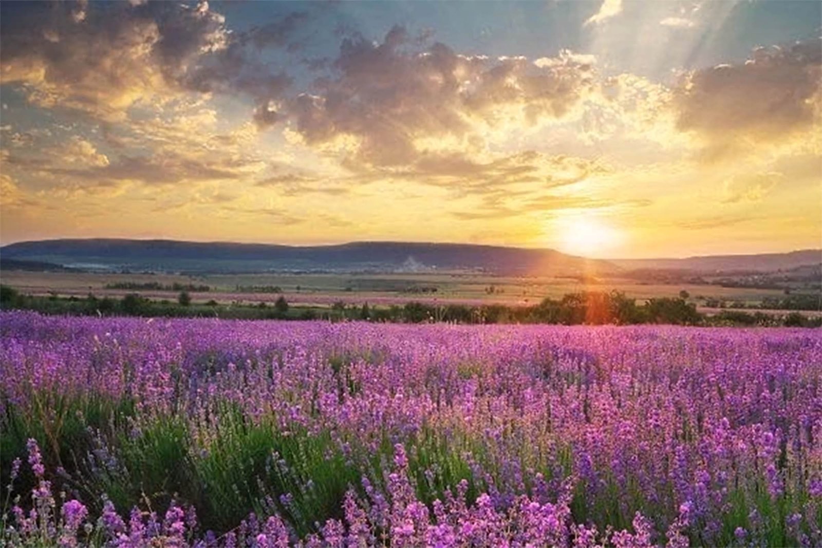 hinh nen may tinh hoa lavender 9