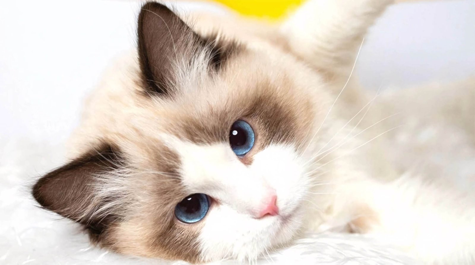 hinh nen meo cute cho may tinh 3