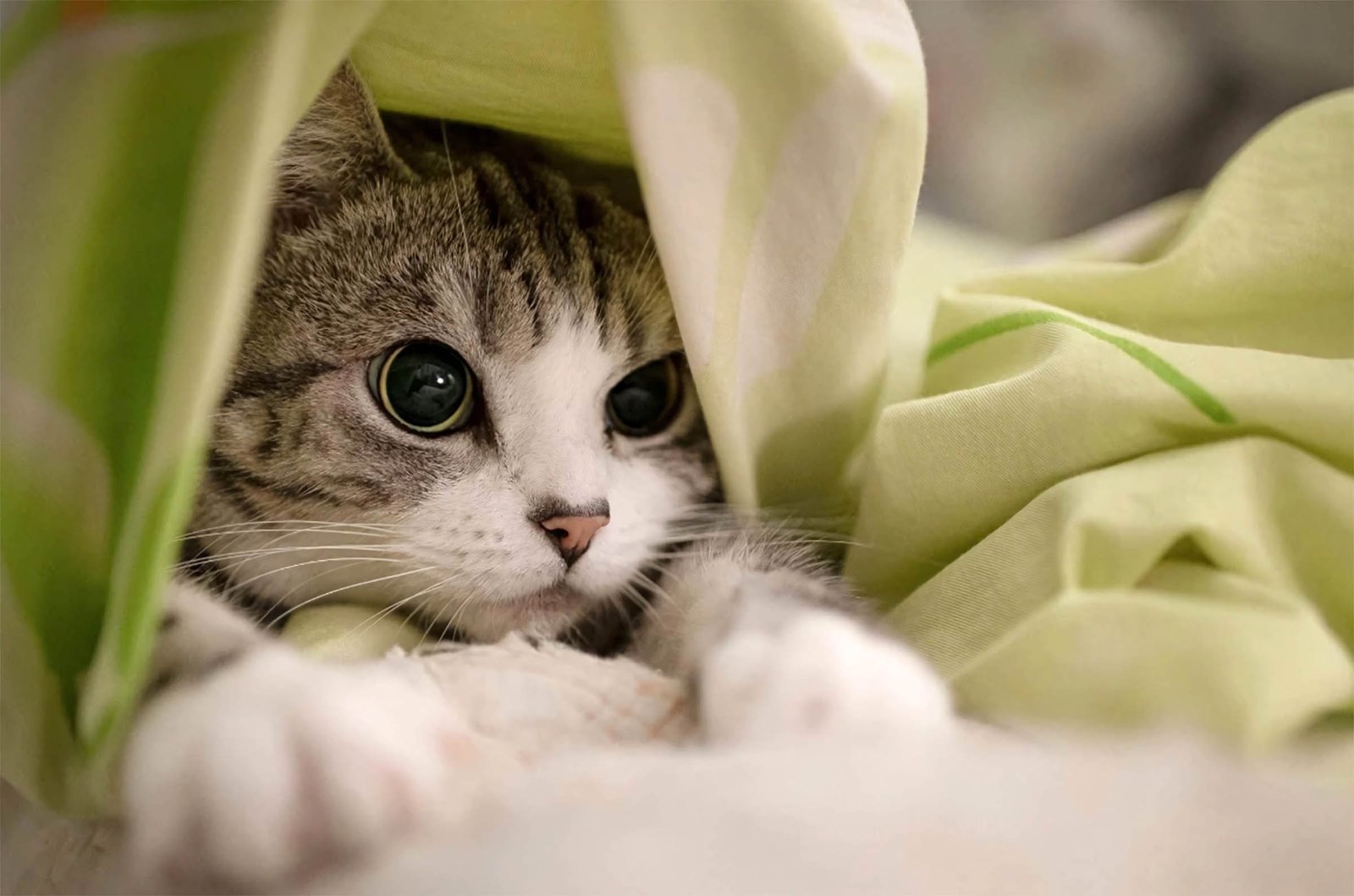 hinh nen meo cute cho may tinh 6